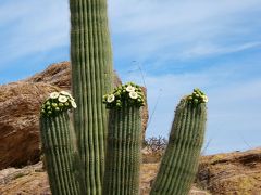 Saguaro National Park　（2005年春の旅行記）