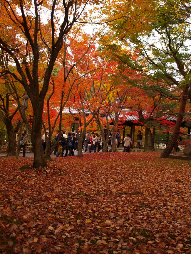 タクシーおっちゃんのオススメで急遽行くことにした東福寺です。<br />「紅葉を上から見れる」<br />というのでどんなものか、わくわく<br />折角なので方丈庭園にも行ってきました<br /><br />紅葉も完璧とはいかないまでも8割ほどは赤くなっていて、<br />清水が残念だっただけにとても印象深かったです。<br />タクシーのおっちゃん、ありがとう！<br /><br />① 清水寺周辺<br />② 東福寺周辺