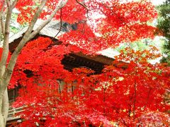 新座-2　平林寺境内は紅葉の名所　☆もみじ赤々と