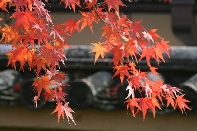 2009秋、紅葉の天龍寺(1/6)：天龍寺石碑、西山艸堂、勅使門、楓、築地塀、天龍寺七福神