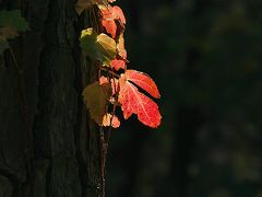 初冬の田園調布散歩！　