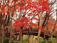 ２００９年１２月 日本一遅いという熱海梅園の紅葉も、今年は早かったようです。