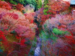 散りつつある紅葉＠東福寺