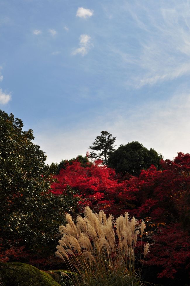 今年もこの時期に京都の素敵な紅葉を見に行きました。<br />二日目は洛北から東山方面に歩きました。<br />詩仙堂-圓光寺-曼珠院-法然院-安楽寺-霊鑑寺-哲学の道-南禅寺天授庵と巡りました。<br />天気にも恵まれて日ごろは公開されていない寺院に入ることもでき、素敵な写真を撮ることができました。