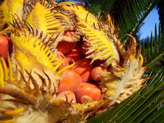 八丈島のキョンや動植物