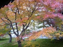 ●京都東福寺の紅葉は素晴らしいけれど・・菜の花マラソンは試練を与えました。