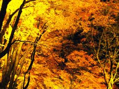 足助-2　飯盛山の紅葉ライトアップ　☆黄金色に輝く山を登って