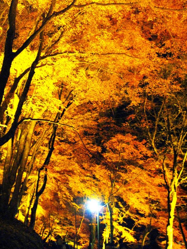足助-2　飯盛山の紅葉ライトアップ　☆黄金色に輝く山を登って