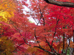 京都の紅葉◆2009盛秋「そうだ京都、行こう」の舞台、光明寺