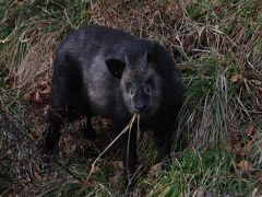 三つ峠にクマそっくりな、真っ黒のカモシカ現る。