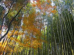 紅葉の古都　京都（竹のお寺：衣笠山地蔵院）