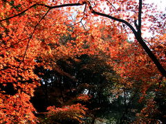 東京の紅葉　その1