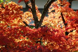 2009秋、紅葉の仁和寺(3/5)：霊明殿、薬師如来坐像の前立像、庭園の紅葉、中門、勅使門