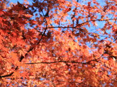 東京の紅葉　その2