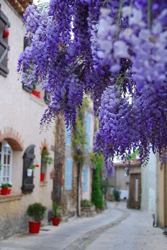 春らんまん♪ 南フランス 海岸線を巡る旅（４）～藤の花に彩られた村 グリモー
