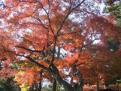 秋の京都も素敵でした♪