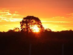 ブラジル（北パンタナール）旅行記