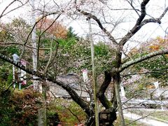 小原-2　前洞の四季桜は天然記念物　☆地元ガイドに案内されて