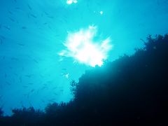 ２００９年お盆　抜群の透明度の大島ダイビング　２泊３日