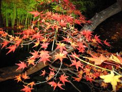 京都の紅葉　③宝厳院