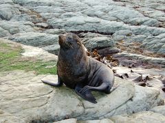 カイコウラの旅行記