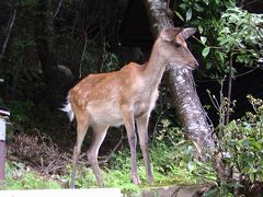 宮崎へ　後　編　　[シカと対面！　大きな音で驚かせないで下さい！] 　