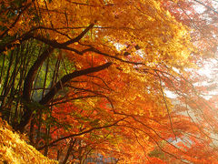 京都で紅葉狩り