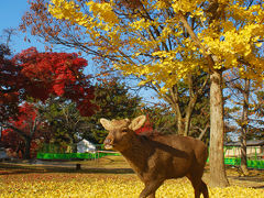 奈良で紅葉狩り
