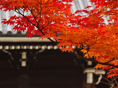 京都の紅葉　仁和寺　（にんなじ）　～錦秋の京、彩り纏う寺社を巡りて。。（3）～　世界遺産（世界文化遺産登録）　金堂（国宝指定）　/京都市右京区　洛西