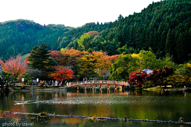 ひとまず紅葉のシーズンも終わったので、出す時期を微妙にはずしてしまった場所をちょこちょこ出します(汗)<br /><br />ということで、まずはいわき市の白水阿弥陀堂です。<br /><br />2年ほど前にこちらへは行っていますが、今年は9月に平泉めぐりをしたこともあってなんとなくいきなりに思い立って行ってみました。<br /><br />紅葉には全体的にはちょっと早めだったと思いますが、浄土式庭園では一番華やかな時期ともあって混んでいました。<br /><br /><br />それほど混まない場所だと思ったので、駐車場の行列にはびっくりしました(笑)。注意点としては、この駐車場の公園側の駐車には注意が必要です。輪留めはないのですが、地面一番奥がちょっとえぐれたようになっているので何も考えずにバックするとそのくぼみに引っ張られて落ちてしまいます(爆)。普通の車高の車でも、セダンとか後ろがある車は見事にはまって車体が植え込みや壁面に刺さりますのでご注意ください。<br /><br />自分もスンでのところでギリギリ当たらなかったのですが。隣の車がマフラーを引っ掛けちゃって大変なことになっていました。帰りにはリヤバンパー取れそうになっているのも・・・。コワイコワイ。<br /><br />浄土式の庭園の特徴というか、平泉の毛越寺と同じなのですがどこか現世ではない空間にいるような変な雰囲気になる場所です。観光客は多いのに静かな場所に感じる・・・。紅葉の時期もいい雰囲気でした。次は雪の時期に行ってみたいです。<br /><br /><br />ざっと説明は前の観光日記で。<br />http://4travel.jp/traveler/izavel/album/10337511/