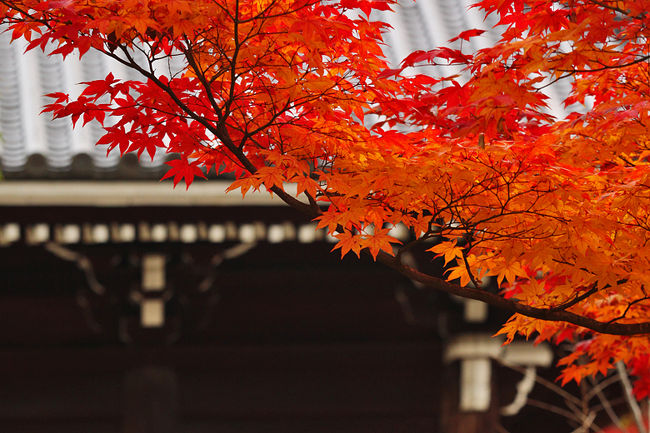 仁和寺（にんなじ）<br /><br />仁和寺といえば桜がとても有名ですが、実は紅葉も美しい。<br />参道に沿って続く並木、観音堂、五重塔、経蔵付近の紅葉が美しい。<br />境内が広く、各所に植えられたモミジが鮮やかで、<br />それぞれが歴史的建造物を彩っています。<br />ただ、それほど秋には話題に登らず、<br />紅葉目当てで訪れる人は多くありません。<br />とても落ち着いた雰囲気です。<br />宿から近いので、朝の早い時間に訪れてみました。<br /><br /><br />---------<br />ご紹介<br /><br />真言宗御室派総本山のお寺。<br />世界文化遺産指定。<br /><br />886年、光孝天皇の勅願により建立が開始され、<br />888年に宇多天皇によって造営された洛西屈指の古刹。<br /><br />御本尊は阿弥陀三尊を祀り、仁和寺では本堂ではなく、金堂と呼ぶそうです。<br />金堂は桃山時代に建てられた京都御所の紫宸殿を<br />江戸時代初期に移築したもので、国宝に指定されています。<br />この金堂前の御室桜は咲き誇る春、赤く燃える秋、<br />いずれも圧巻。<br />