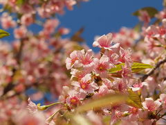 ２００９年１２月　熱海の思い出の海辺と初めてのヒマラヤ桜