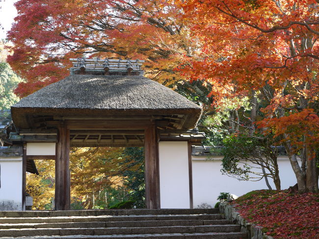 哲学の道から安楽寺へ立ち寄り、法然院、真如堂と歩きました。<br /><br />どこも紅葉の海、素晴らしい眺めを満喫しました。<br /><br />