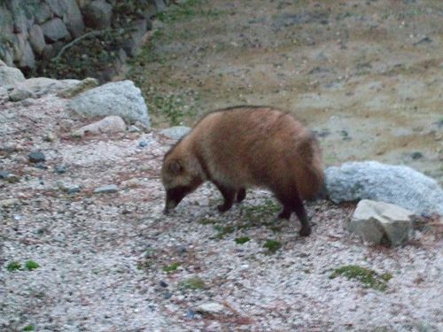 オオ！宮島に鹿ではなく(タヌキ)ちゃん！』宮島・厳島神社(広島県)の