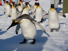 この冬、初のペンギンのお散歩