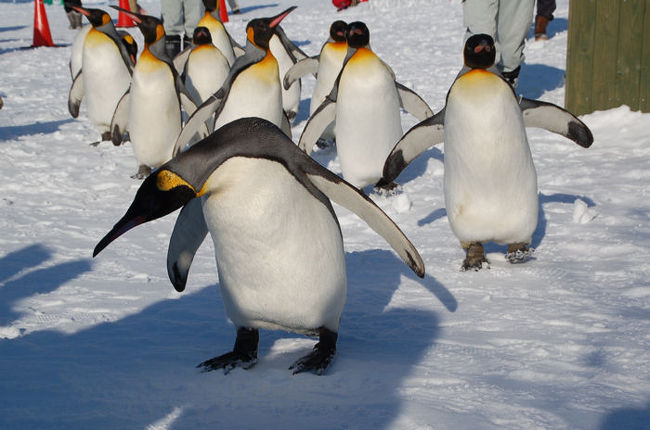 旭山動物園のペンギンのお散歩の様子です。ラッキーなことに、この冬初のペンギンのお散歩となりました。<br /><br />なお、このアルバムは、ガンまる日記：この冬、初のペンギンのお散歩[http://marumi.tea-nifty.com/gammaru/2009/12/post-e877.html]とリンクしています。詳細については、そちらをご覧くだされば幸いです。