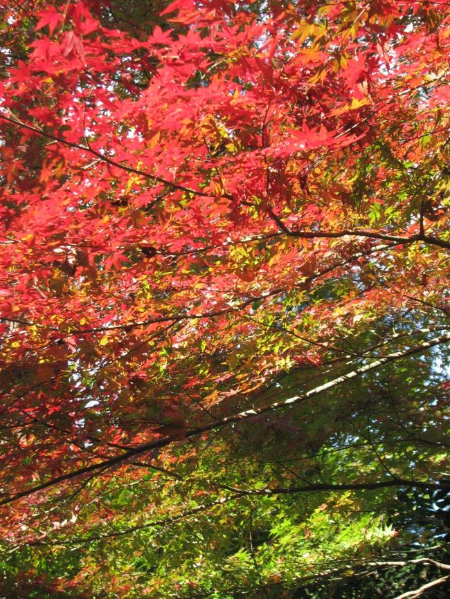 12月18日、午後2時過ぎに日本庭園の上の池に出てそこから、時間的にも余裕がないので母と子の森の楓の紅葉を求めて歩き、二年前に見た素晴らしい紅葉を見つけることが出来て感動して写真撮影に没頭した。　<br /><br />そのあと、ラクウショウの森を通って新宿門のほうに歩いていたら、二年前と同様に素晴らしい紅葉のグラデーションを見つけることができて今回の訪問の目的を達成することができた。<br /><br /><br /><br /><br />＊写真は新宿門近くで見られた紅葉のグラデーション