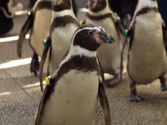 城崎マリンワールドでペンギンとお散歩・但馬牛丼を食べる旅　