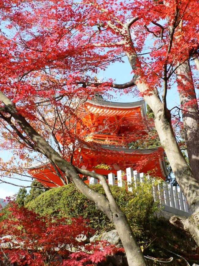 正法寺（しょうぼうじ）は、真言宗東寺派の寺院で洛陽三十三観音霊場番外札所、西国薬師四十九霊場第４１番札所だが７５４年鑑真和上（がんじんわじょう６８８−７６３年）とともに唐から来日した智威大徳（ちいだいとく）が修行した場で延暦年間（７８２−８０６年）最澄（さいちょう７６７−８２２年）が寺を建立し、弘仁年間（８１０−８２４年）空海（くうかい７７４−８３５年）が入寺したという由緒ある寺だ。<br />善峯寺（よしみねでら）は、西国三十三箇所第２０番札所で桜や紅葉の名所で１０２９年、源算（げんさん９８３−１０９９年）.が創建したとされる。<br />正法寺も善峯寺ももみじの名所でたくさんの人たちが訪れていた。善峯寺の紅葉はうやや見ごろを過ぎていたが正法寺の紅葉は見ごろだった。<br />（写真は正法寺の紅葉）<br />