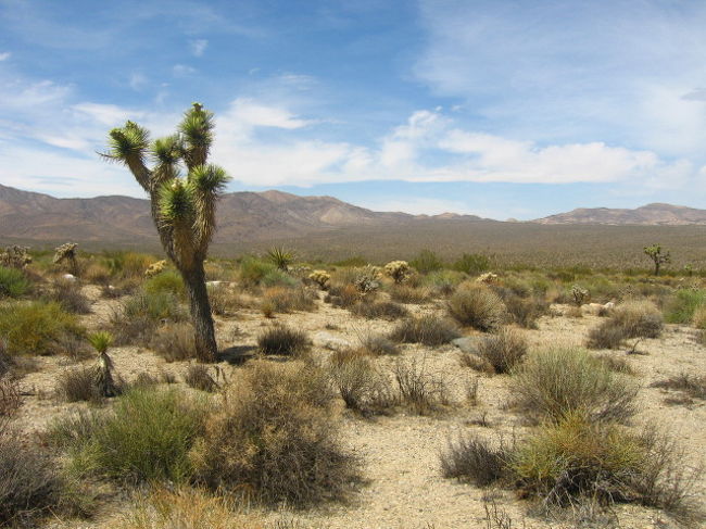 モハビ砂漠 Mojave Road Soda Lake Fort Piute Afton Canyon 地上絵 カリフォルニア州 アメリカ の旅行記 ブログ By Taicho Fukutaichoさん フォートラベル モハビ砂漠 Mojave Road Soda Lake Fort Piute Afton Canyon 地上絵 カリフォルニア州 アメリカ の旅行記 ブログ By Taicho Fukutaichoさん フォートラベル