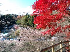 小原町の四季桜と、祖父町の銀杏