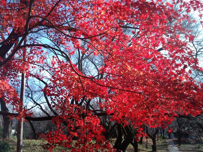 2泊3日で昼神温泉で紅葉を楽しんできました。