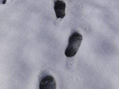 アイラブ仏像めぐり　雪の高月、観音の里【福井de満腹旅のつづき】