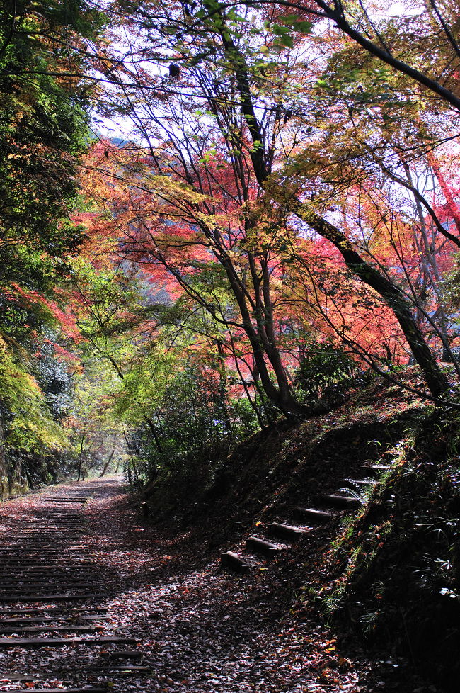 最近では定番の撮影場所になった福知山旧線の廃線ウォーク。この場所は新緑の春と紅葉の秋がお勧め。昨年もこの場所の紅葉をＵＰしたけど今年もＵＰします。<br />今年は武田尾周辺で撮影して帰るつもりだったけど何か引き込まれ結局生瀬まで歩いてしまった。<br />昨年に事故があったとかで注意を喚起する看板や不似合いな安全柵が設置されていた。<br />晴れたり小雨が降ったりと落ち着かない天気だった。それでも武庫川渓谷の紅葉は綺麗だった。