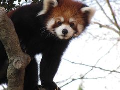 きっかけはイルミネーション！───はじめての東武動物公園（2）２番目当てはレッサーパンダだけど@