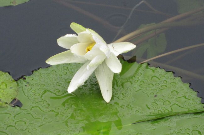 ティエンムー寺紹介の続きです。奇麗に手入れされた境内の庭でした。池では睡蓮が咲いていました。