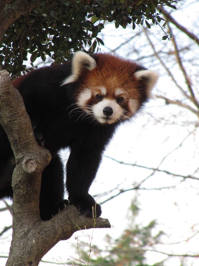 動物たちの動きって、吹き出しのセリフがその場で浮かびそうなくらい、とっても分かりやすくて、ある意味シンプルなんですねぇ。<br /><br />花撮影をしていても、撮ったあとの写真を眺めながら花を擬人化して、旅行記のコメントをセリフで埋めたことのある私です。<br />でも動物たちの場合は、セリフを考え出さなくても、自然に浮かんできます。<br />いい写真がゲットできなくても、見ているだけでこんなに楽しいものだなんて、大人になってから動物園に来た覚えがないので、思いもしませんでした。<br />欲望や気分に正直な動物たちの素直な行動は、見ていて心が和みます。<br /><br />はじめての動物園での本格的動物撮影！<br />出だしは上々……かな。<br />手ぶれのない写真を、できれば動物がこっち向いてる写真を、できれば絵になるポーズで、できれば写真全体のバランスがよく、背景にへんなものが写ってない写真を。<br />撮っている最中は欲が出ますけど、撮っている瞬間はそういうことをごちゃごちゃ考えていると撮影チャンスを逃しますねぇ。<br />はじめからカメラのファインダーを１ヶ所に固定するか、動物が向かいそうなところで構えていて、ファインダーの中に入ってきて、次はもしやちょうどいいポーズを取ってくれるそうだ！───というときに、それを確認する前にシャッターを押す。<br />これが動物撮影のコツかしら。<br /><br />なんて言っても、実をいうと、まるで「写真を撮って」「撮らせてあげるよ」と言わんばかりにじっとしていてくれた動物たちにも助けられました、得心の写真がゲットできたのは。<br />もちろん、中には全然じっとしてくれなくて、落ち着きなく檻の中を動きっぱなしで、なんだか気の毒になる動物もいました。<br /><br />東武動物公園には13時25分頃到着し、動物撮影は13時35分から16時35分。<br />園内イベントでは、ゾウやペンギンのごはんタイムは見学できましたが、オットセイの曲芸は、飼育係の女性のスピーカーホンの声がずっと聞えていて面白そうだったのですが、たどり着く前に終わってしまいました。<br />１年中ホタルの光が見られるという「ほたリウム」館は、のりもの券３枚（300円）と余分に入場料がかかりましたが、せっかくなので見学しました。<br />だって考えてみたら、本物のホタルの光を見たことがないんですもの。<br /><br />16時をとっくにすぎた頃にたどり着いた小獣舎では、プレーリードッグやタヌキ・キツネたちも撮りたかったのです。<br />でも、その頃にはもう暗すぎたし、動物たちはよく動いていたので、撮影はそこであきらめて、切り上げざるを得ませんでした。<br />キリンやしまうまがいるサバンナ動物のいるエリアは、タイムオーバーで近付けもしませんでした。<br />ま、先にホワイトタイガーやレッサーパンダはなんとしても逃したくなくて、サバンナ動物はスルーしてしまったせいなんですけどネ。<br /><br />園内のイルミネーションは16時半から点灯されていましたが、イルミネーション撮影をするには、あたりはそれほど暗くありませんでした。<br />夜景撮影は暗くなり始めの夕方も格好のチャンスといわれますが、真っ暗になってイルミネーションがくっきり映えるときがやっぱりメインでしょう。<br />それに、動物撮影に３時間、ほぼ休みなしだったので、暗くなる前からイルミネーション撮影を開始していたら疲れて気力が続かなくなりそうでしたので、売店でスナックをつまみながら一休みし、暗くなるのを待ちました。<br />イルミネーションのために撮影を再開したのは17時をすぎてからとなりました。<br />帰り道となる東ゲート側にゆっくりと回りながら、19時までイルミネーション撮影。<br />約５時間の撮影散策はいままでの中で最長かな。<br /><br />ちなみに、この旅行記は動物写真の後編です。<br />イルミネーション写真は次の旅行記にて。<br /><br />＜はじめて訪れた東武動物公園の旅行記の構成＞<br />□（1）１番目当てはホワイトタイガーだけど@<br />■（2）２番目当てはレッサーパンダだけど@<br />□（3）雪の結晶フィルターで遊んだイルミネーション@<br /><br />東武動物公園公式サイト<br />http://www.tobuzoo.com/cgi-bin/pc_index.php<br />動物園トップページ<br />http://www.tobuzoo.com/cgi-bin/zoo/zoo_index.php<br />動物図鑑<br />http://www.tobuzoo.com/zoo/ani/pb-top.html<br />