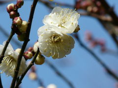 杉並区うろちょろで梅の開花発見