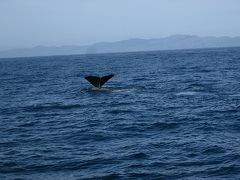 ’09-10南島ワイナリーめぐりと野生動物の旅⑦カイコウラでクジラとイルカ　ウォッチング！