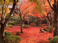 京都めぐり・2009秋（その４）★圓光寺≪紅葉の真っ盛りの頃に…≫